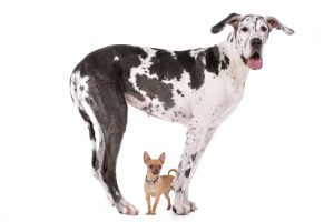 Big dog/small dog. Small businesses can adapt to Sustainability much faster than their bigger cousins.